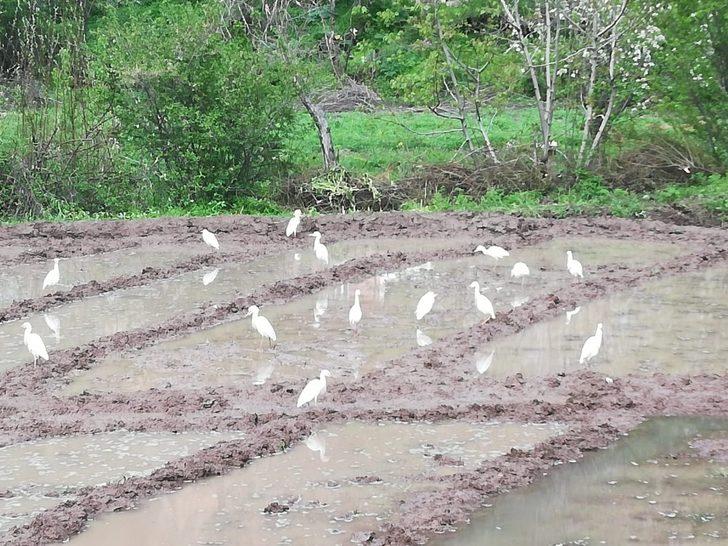 Göçmen kuşlar Çukurca’yı mesken tuttu G2