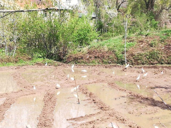 Göçmen kuşlar Çukurca’yı mesken tuttu G3