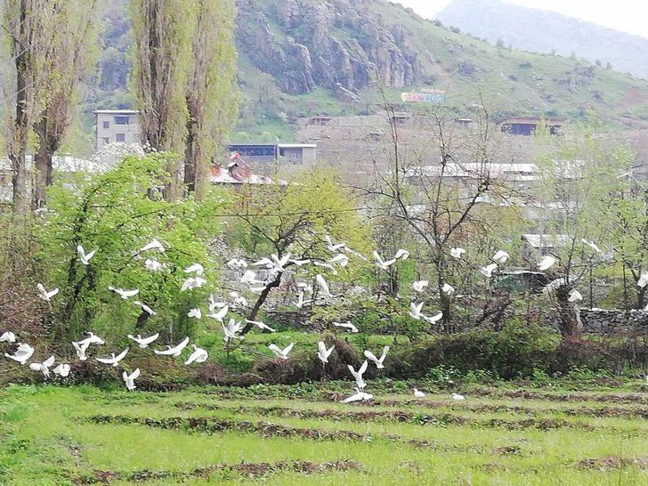 Göçmen kuşlar Çukurca’yı mesken tuttu G4