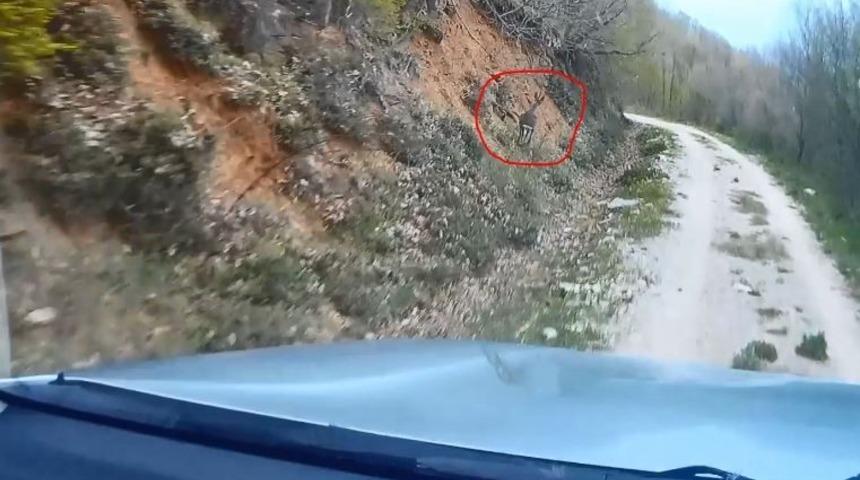 Av koruma çalışmaları esnasında ekiplere yakalanan Karaca’nın kaçış anları kamerada