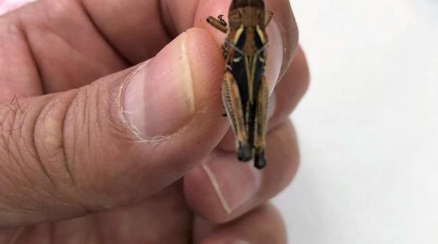 Prof. Dr. Ali Satar'dan &ccedil;ekirge istilası uyarısı: &Ouml;nlemler alınmalı