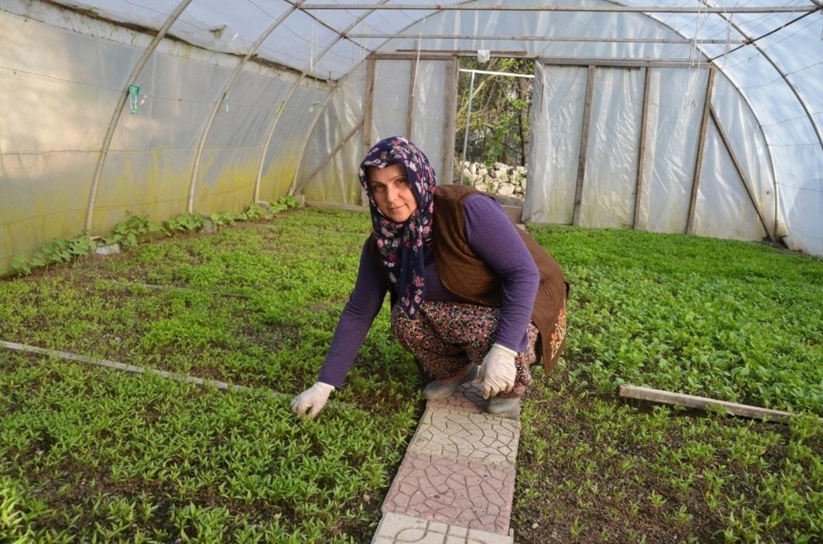 Evinin bah&ccedil;esine kurduğu serada 100 bin fide &uuml;retiyor