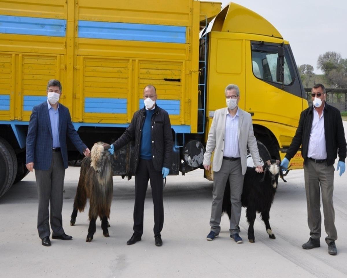 Şaphaneli &uuml;reticilere damızlık teke