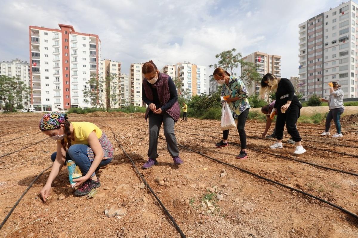 Mezitli&rsquo;de mısır &uuml;retimi başladı