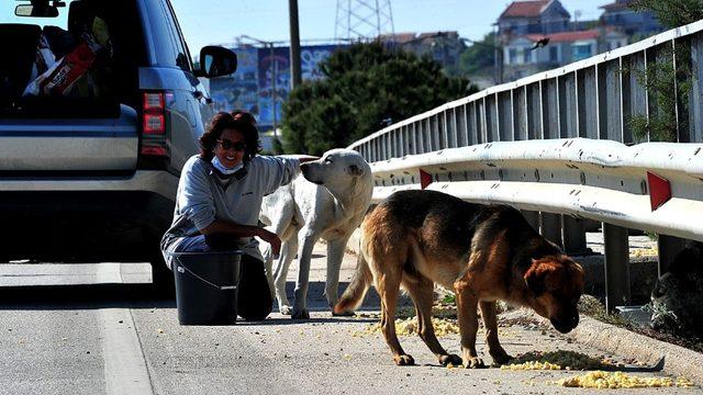 Çeşme’deki sokak hayvanları kısıtlama günlerinde aç kalmıyor