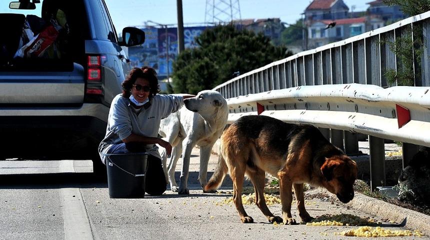 Çeşme’deki sokak hayvanları kısıtlama günlerinde aç kalmıyor