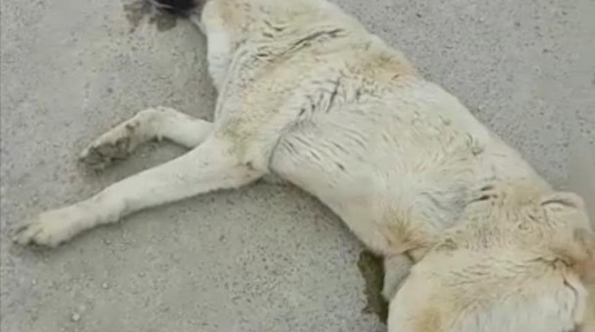 Av t&uuml;feği ile vurulan k&ouml;peğin failinin bulunulması isteniyor