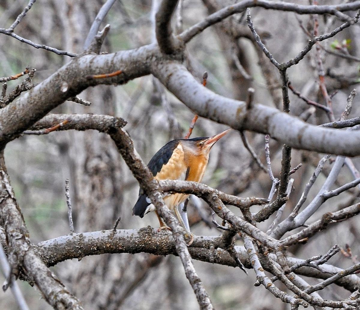Dağlıca b&ouml;lgesinde Hint g&ouml;let balık&ccedil;ıl kuşu g&ouml;r&uuml;nt&uuml;lendi