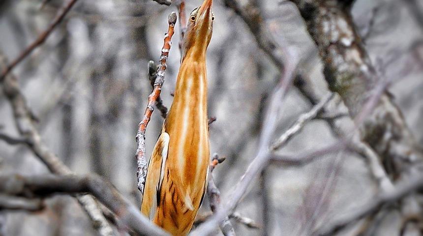 Hakkari'de Hint g&ouml;let balık&ccedil;ıl kuşu g&ouml;r&uuml;nt&uuml;lendi