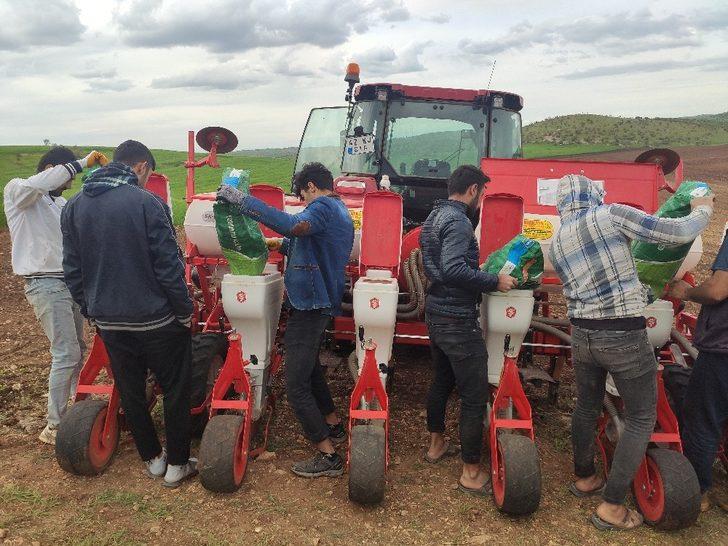 Mazıdağı’nda çiftçiler mısır tohumlarını toprakla buluşturdu G1