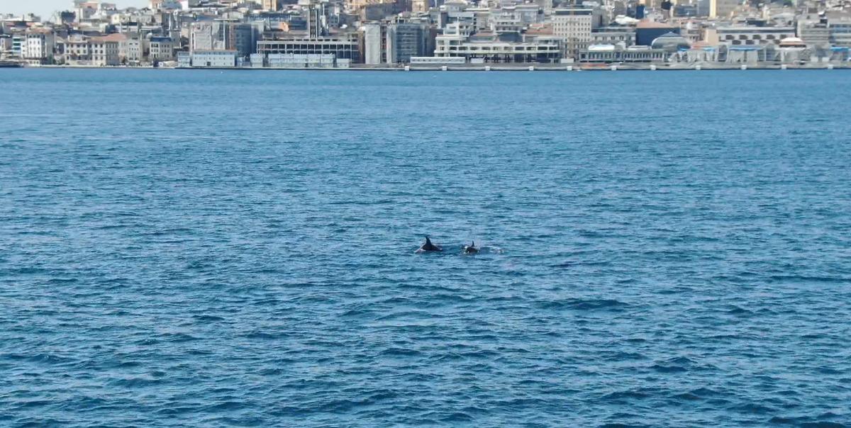 Boğaz'daki yunus s&uuml;r&uuml;leri havadan g&ouml;r&uuml;nt&uuml;lendi