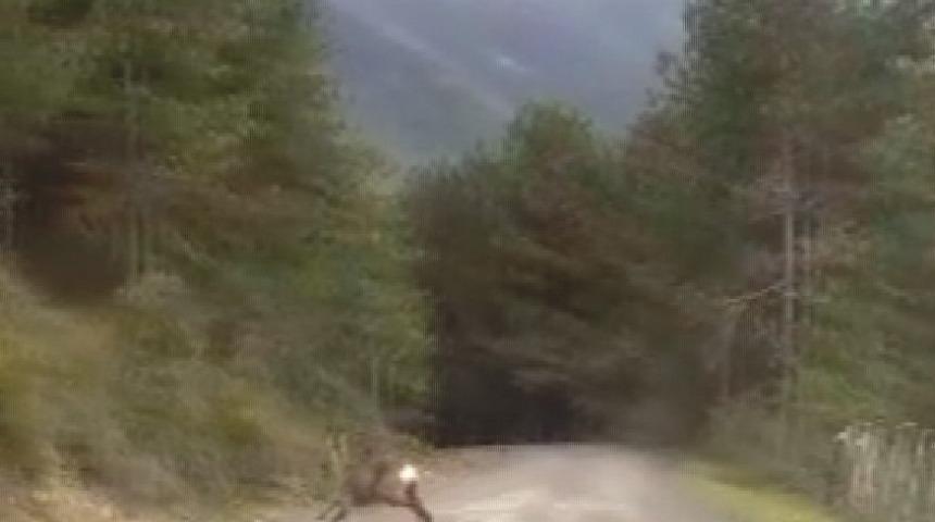 Yola çıkan karaca cep telefonuyla görüntülendi