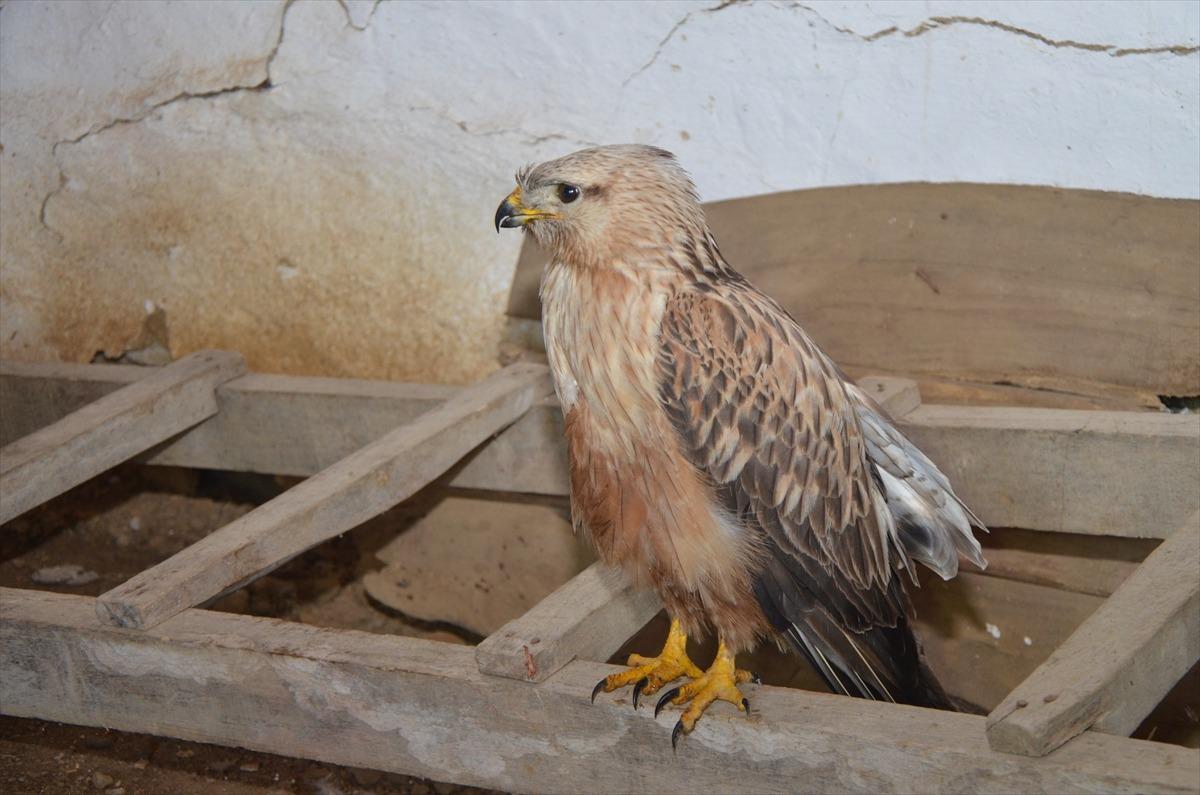Tekirdağ'da yaralı bulunan şahin tedaviye alındı