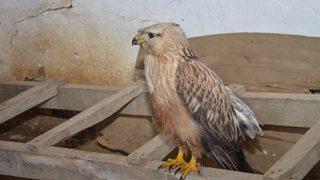 Tekirdağ'da yaralı bulunan şahin tedaviye alındı