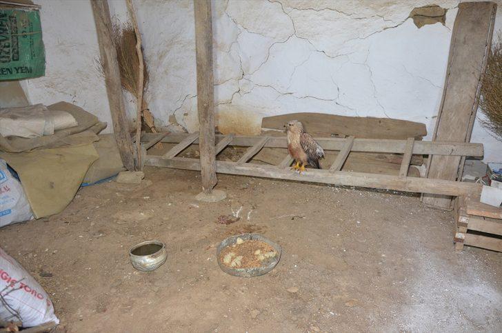 Tekirdağ'da yaralı bulunan şahin tedaviye alındı G3