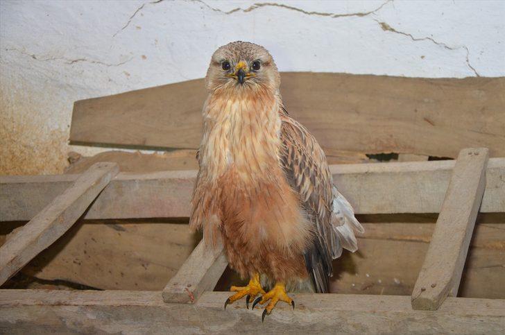 Tekirdağ'da yaralı bulunan şahin tedaviye alındı G4