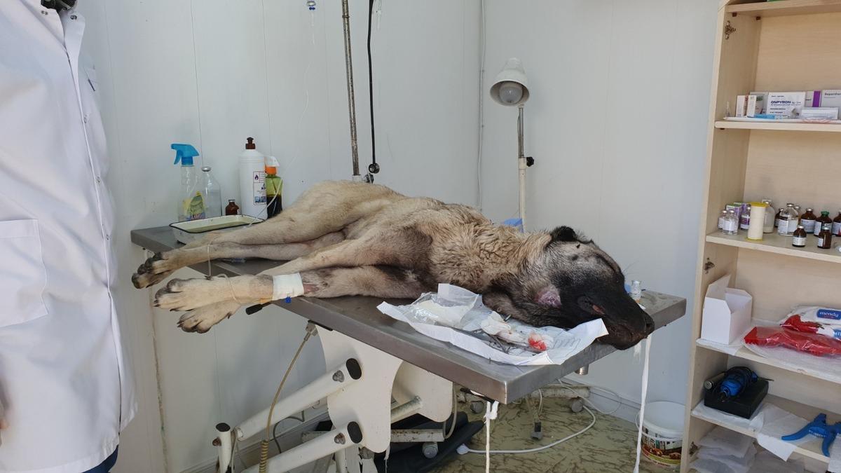Sahibinin t&uuml;fekle vurduğu k&ouml;peği hayvanseverler kurtardı