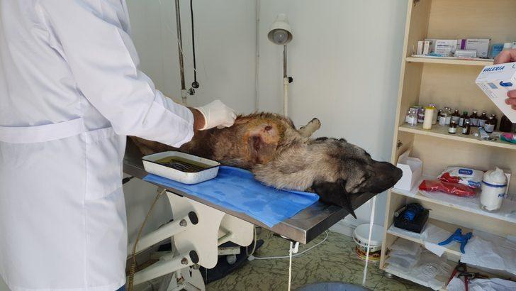 Sahibinin tüfekle vurduğu köpeği hayvanseverler kurtardı G2