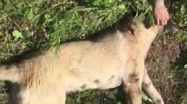Sahibinin tüfekle vurduğu köpeği hayvanseverler kurtardı G3