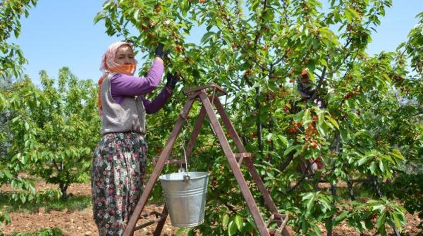 Manisa'nın Şehzadeler ilçesinde 'Kırmızı altın' hasadı başladı! 