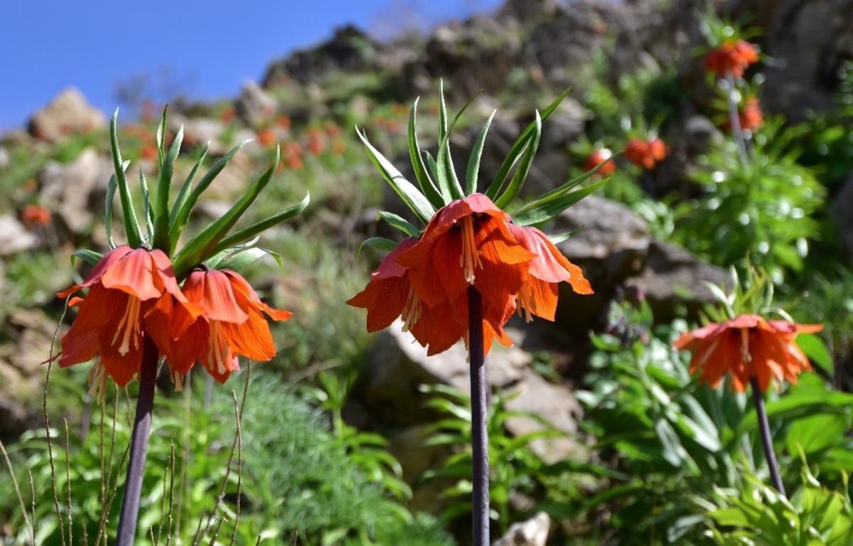 Baharın m&uuml;jdecisi ters laleler Bitlis&rsquo;te a&ccedil;maya başladı