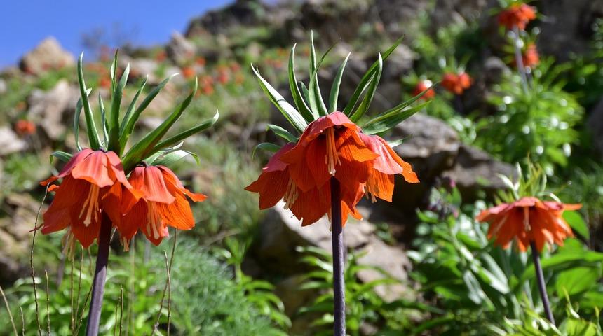 Baharın m&uuml;jdecisi ters laleler Bitlis&rsquo;te a&ccedil;maya başladı