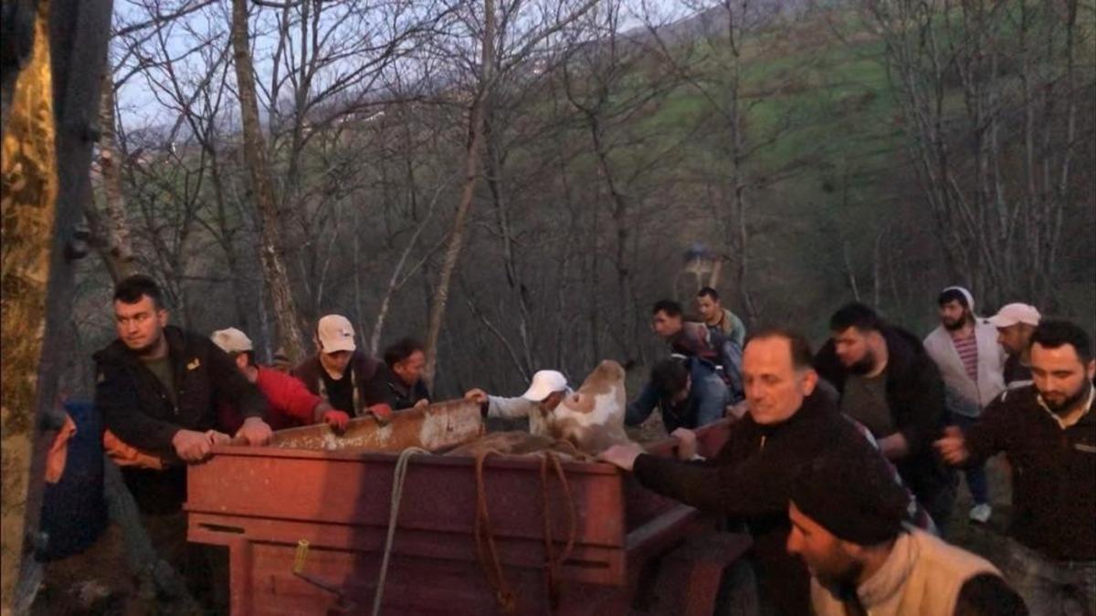 U&ccedil;urumdan yuvarlanan inek i&ccedil;in seferber oldular