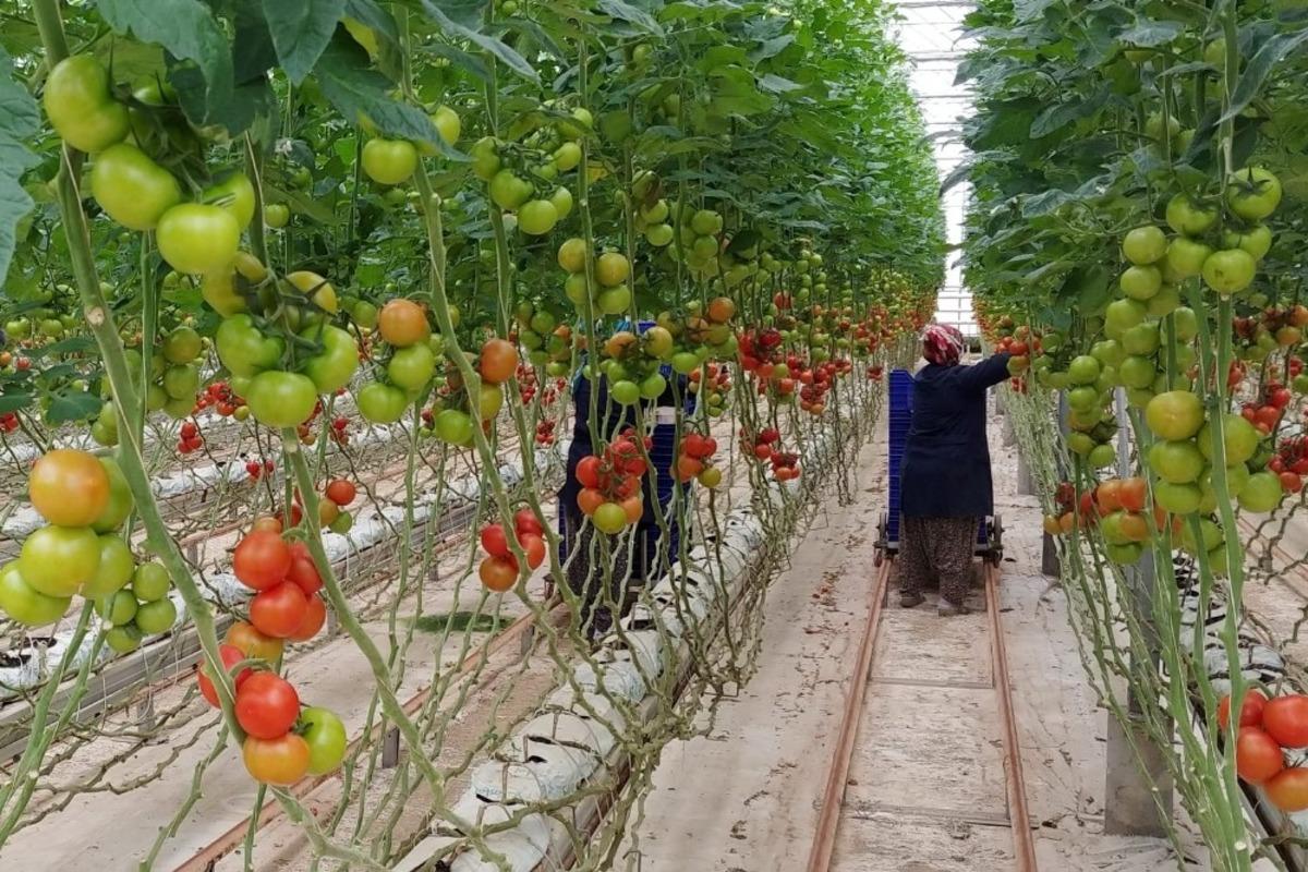 Tarımsal &uuml;retim kesintisiz s&uuml;r&uuml;yor