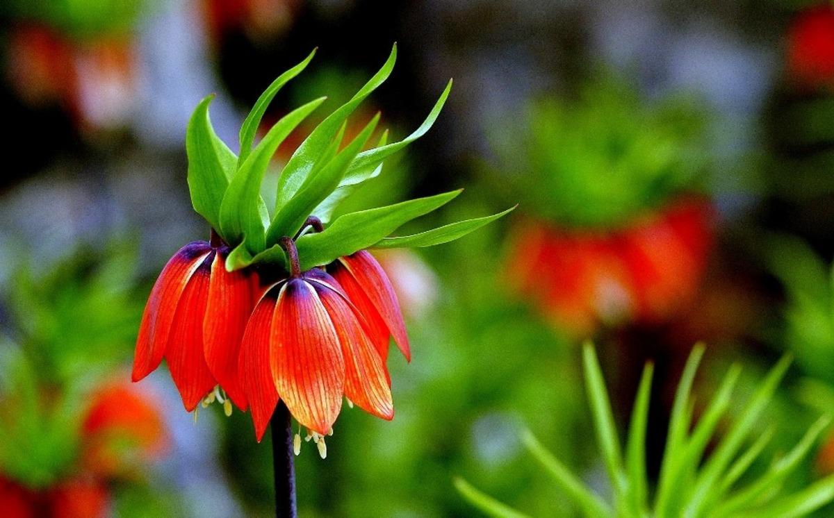 Baharın m&uuml;jdecisi ters laleler Kemaliye&rsquo;de a&ccedil;maya başladı