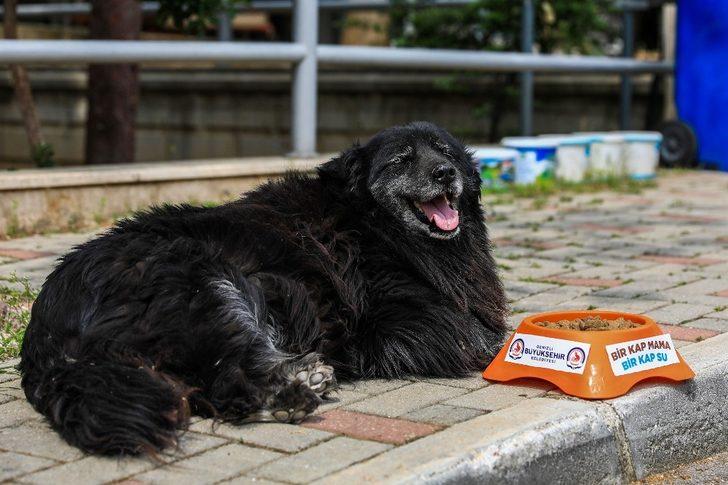 Sokak hayvanlarının yüzü gülüyor G1