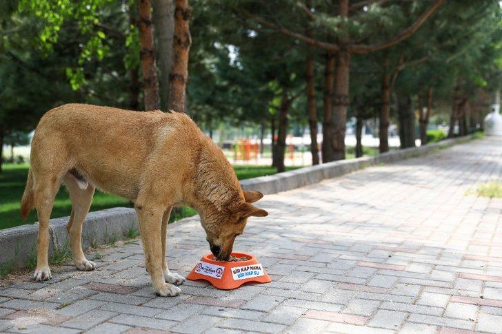 Sokak hayvanlarının yüzü gülüyor G2