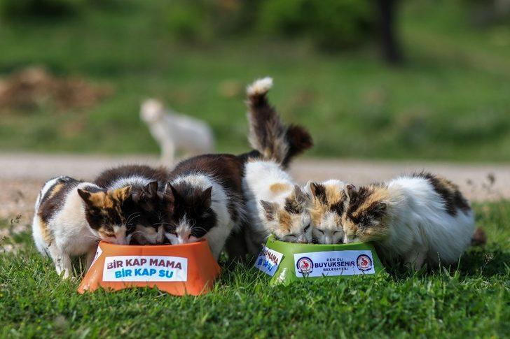 Sokak hayvanlarının yüzü gülüyor G3