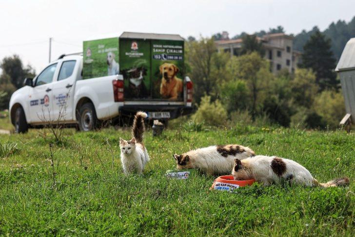 Sokak hayvanlarının yüzü gülüyor G4