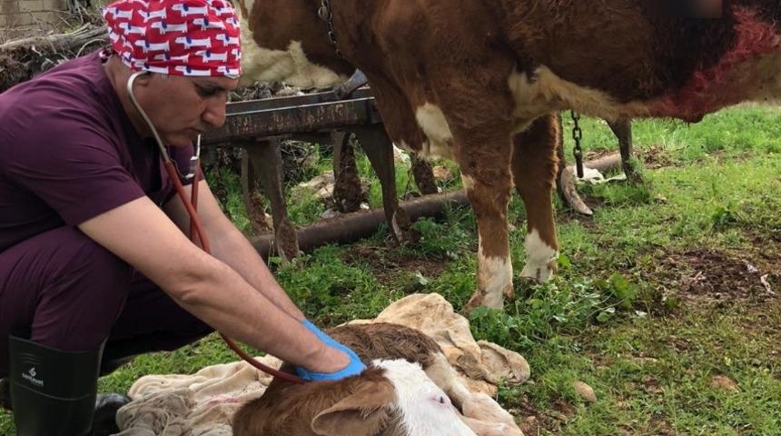 Onlarda hayvan sağlığı i&ccedil;in g&ouml;rev başında