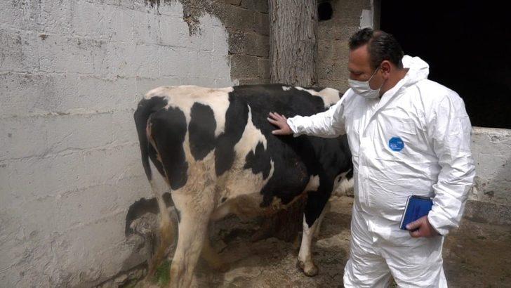 Hayvan yetiştiricilerine destek sürüyor G1