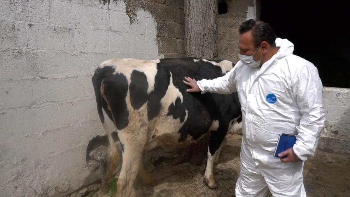 Hayvan yetiştiricilerine destek s&uuml;r&uuml;yor