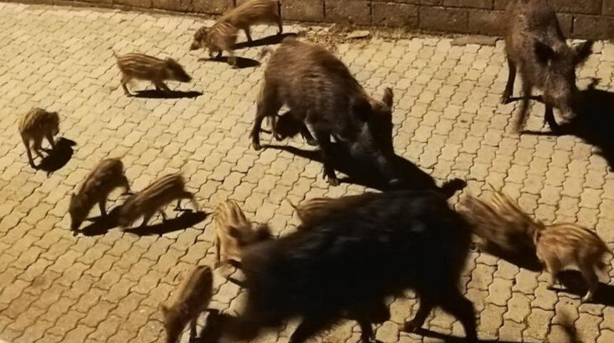 Marmaris'te a&ccedil; kalan yaban domuzları il&ccedil;e merkezine indi