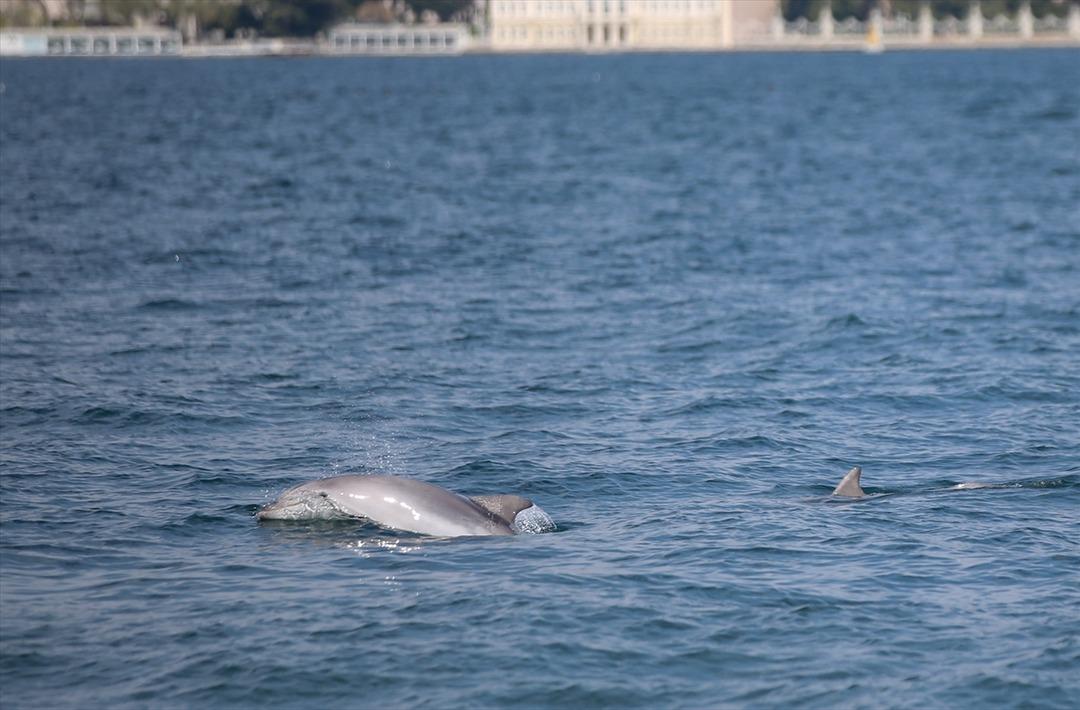 İstanbul Boğazı'ndaki yunuslar b&ouml;yle g&ouml;r&uuml;nt&uuml;lendi