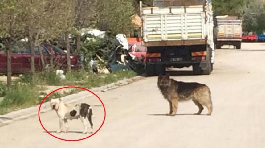 Antalya'da korkunç olay! Parçalayıp telef etti