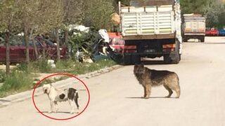 Antalya'da korkunç olay! Parçalayıp telef etti