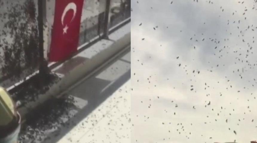 Arılar istila etti! Vatandaşları korkutan anlar