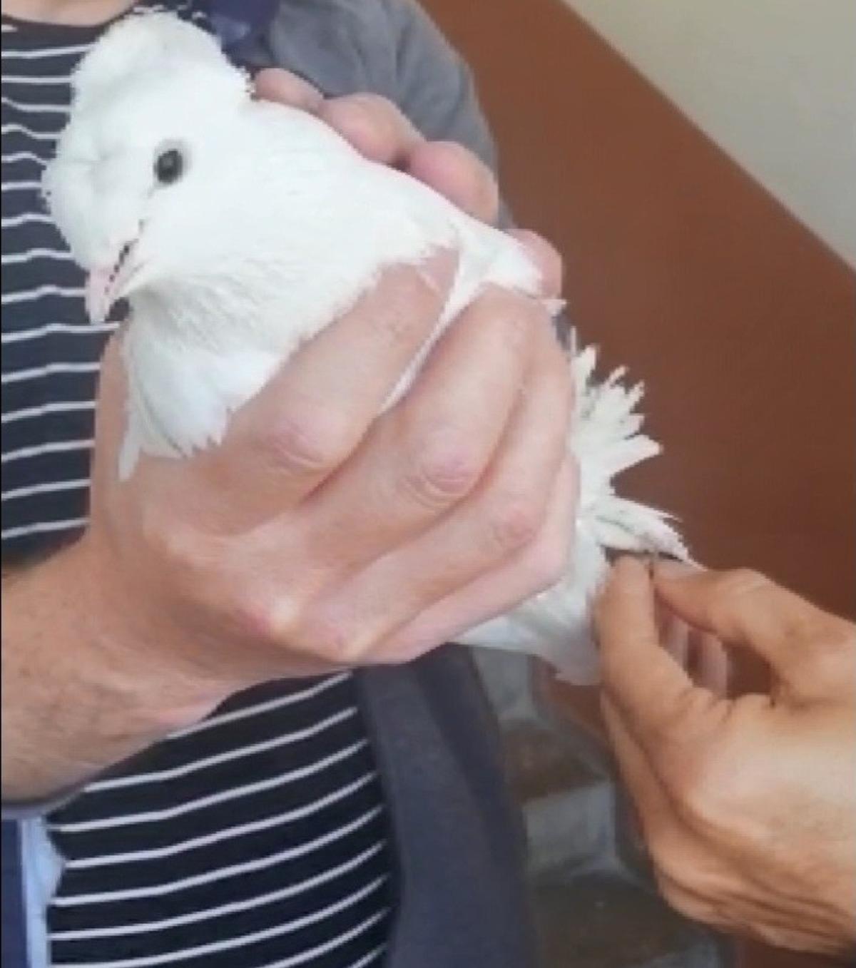 Vefa Grubu beyaz g&uuml;vercini &ouml;zg&uuml;rl&uuml;ğ&uuml;ne kavuşturdu