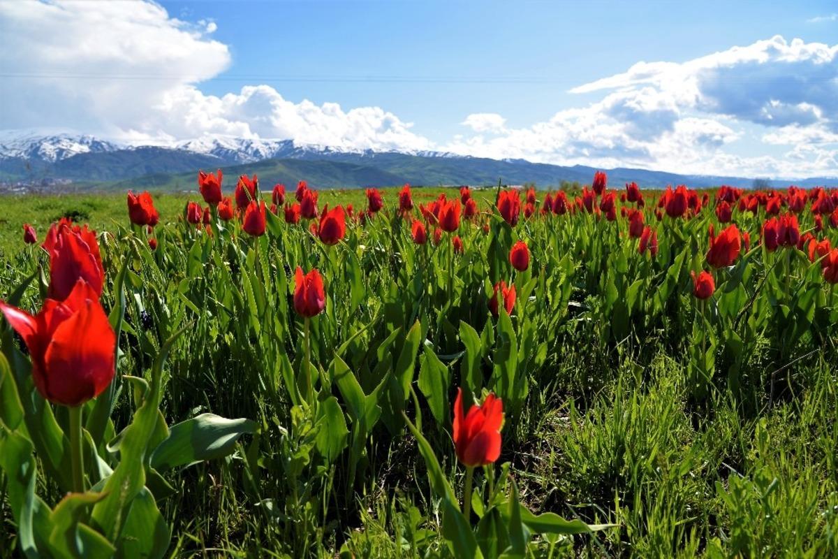 Muş&rsquo;ta lale tarlaları boş kaldı