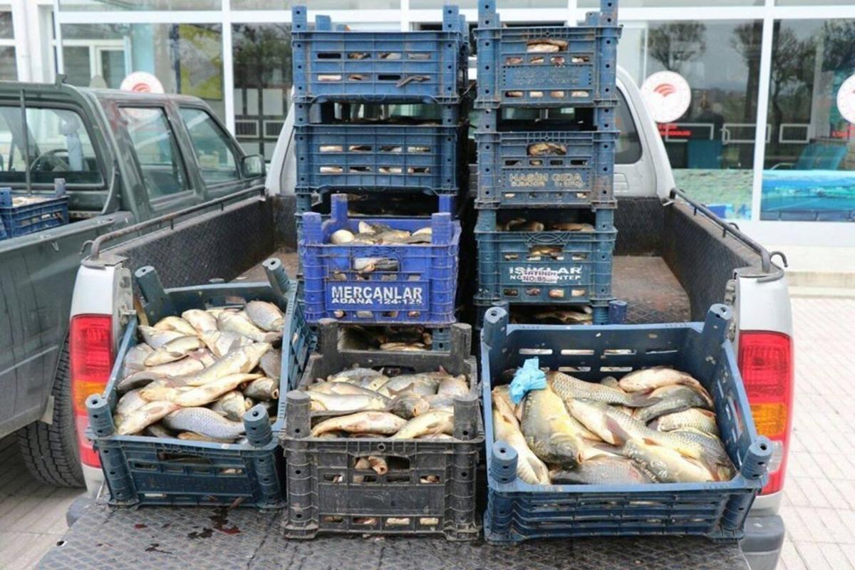 Ka&ccedil;ak avlanan 700 kilo balık ele ge&ccedil;irildi