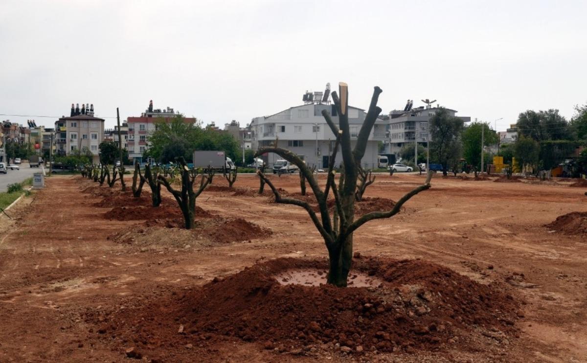 Bir portakal bah&ccedil;esi de Mehmet Akif Ersoy mahallesine