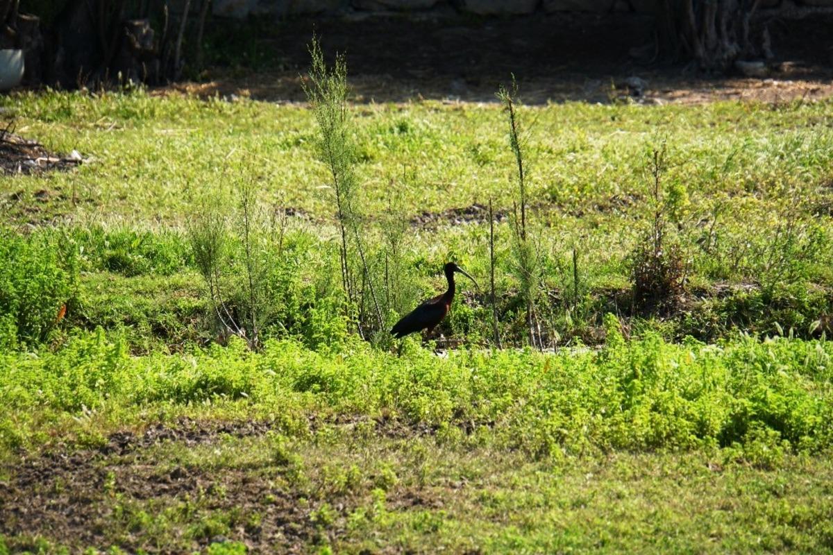 Koronavir&uuml;sten sonra ortaya &ccedil;ıktı! Bodrum'da ilk kez g&ouml;r&uuml;nt&uuml;lendi 