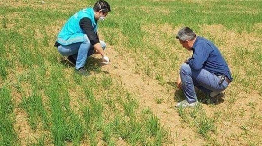 Aslanapa&rsquo;da bitkisel &uuml;r&uuml;nlerde bitki sağlığı faaliyetleri
