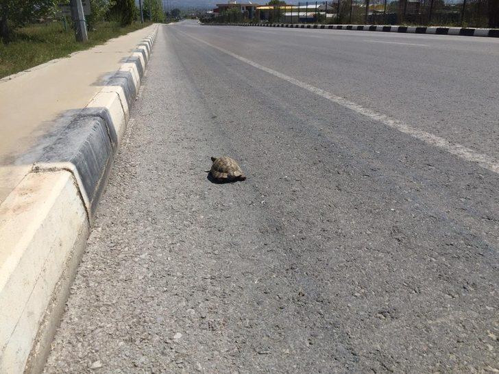 Issız sokaklar kaplumbağaya kaldı G4
