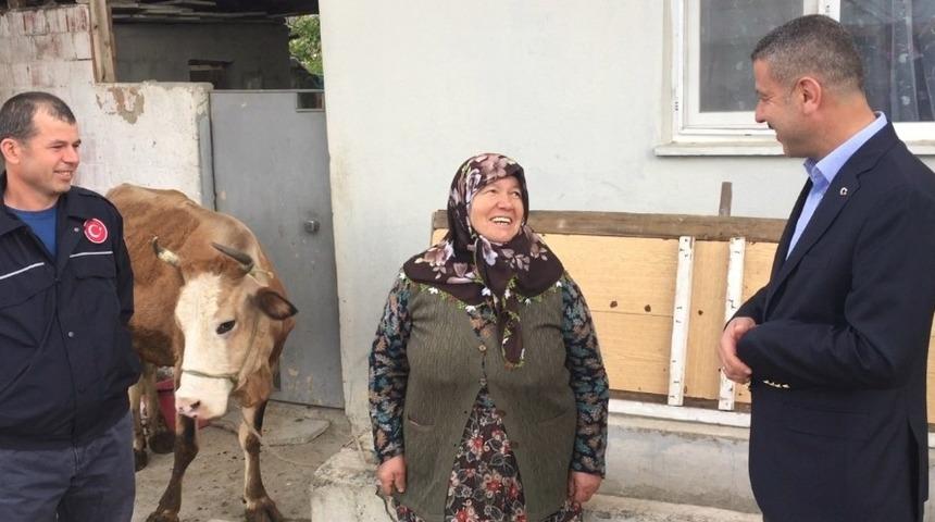 Kerziban teyze kampanyaya ineğini bağışladı