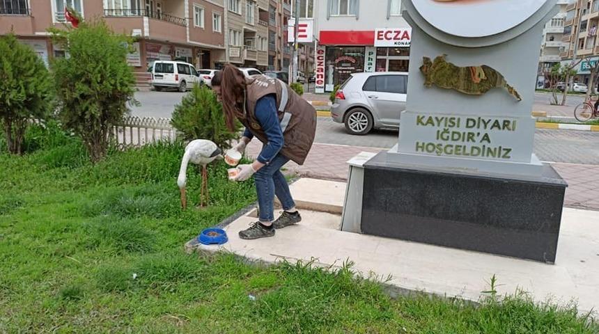 Yaban hayvanları i&ccedil;in doğaya yem bırakıldı
